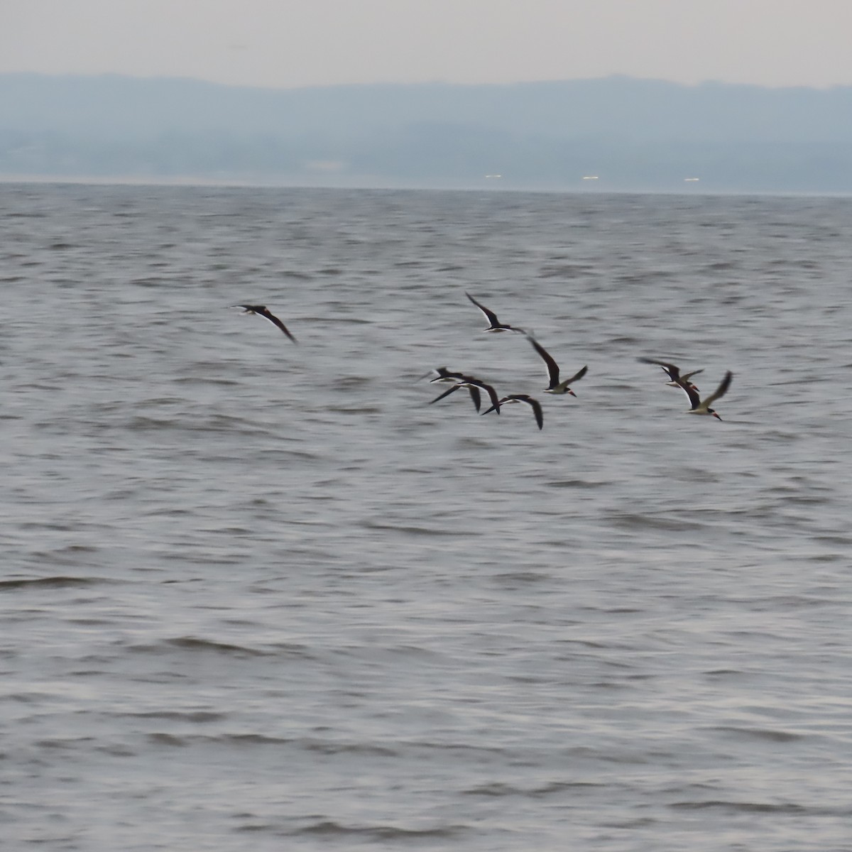 Black Skimmer - Richard Fleming