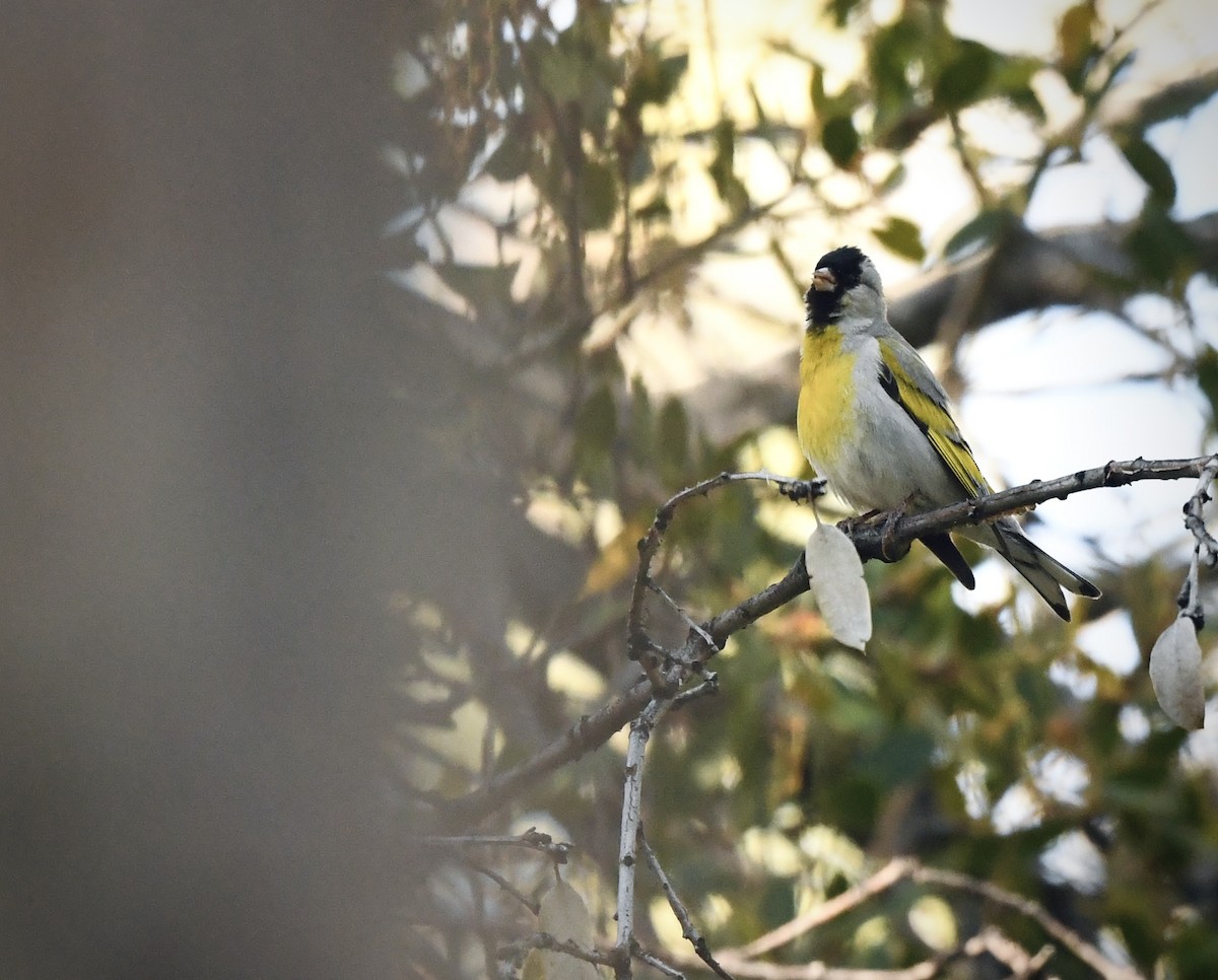 Lawrence's Goldfinch - ML619740483