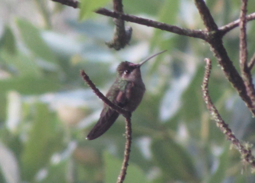 kolibřík ametystohrdlý - ML619740499