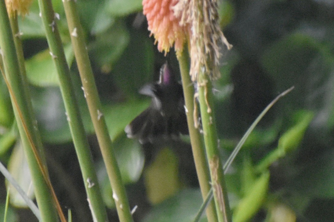 kolibřík ametystohrdlý - ML619740501