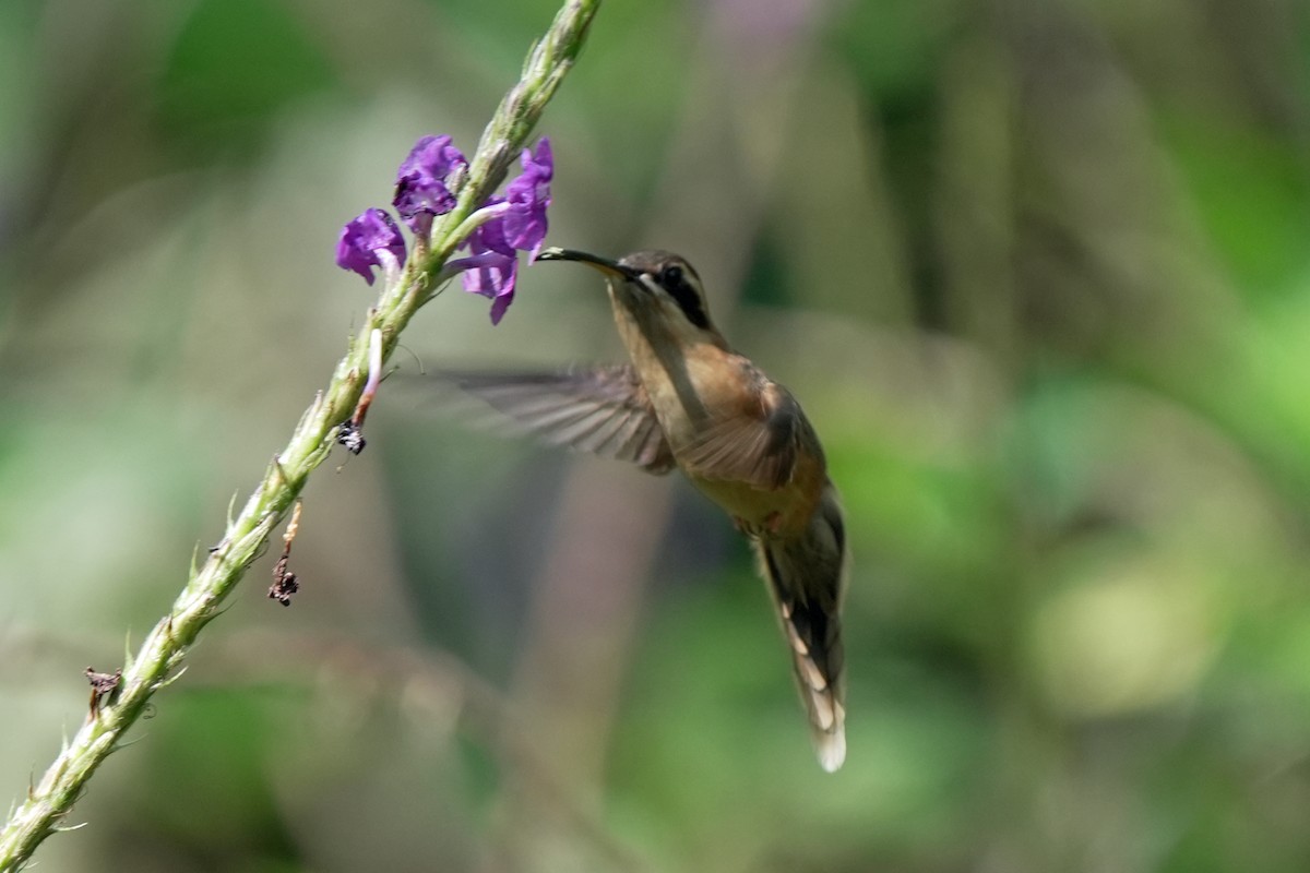 Stripe-throated Hermit - ML619740509