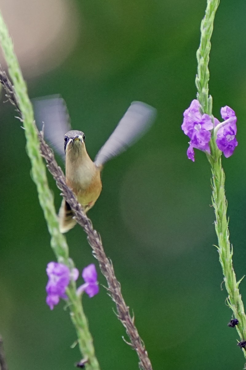 kolibřík proužkohrdlý - ML619740531