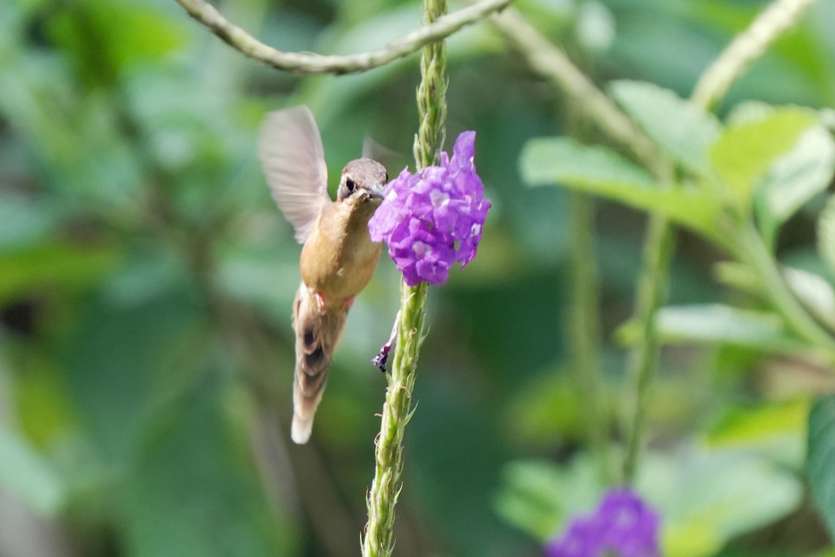 kolibřík proužkohrdlý - ML619740539