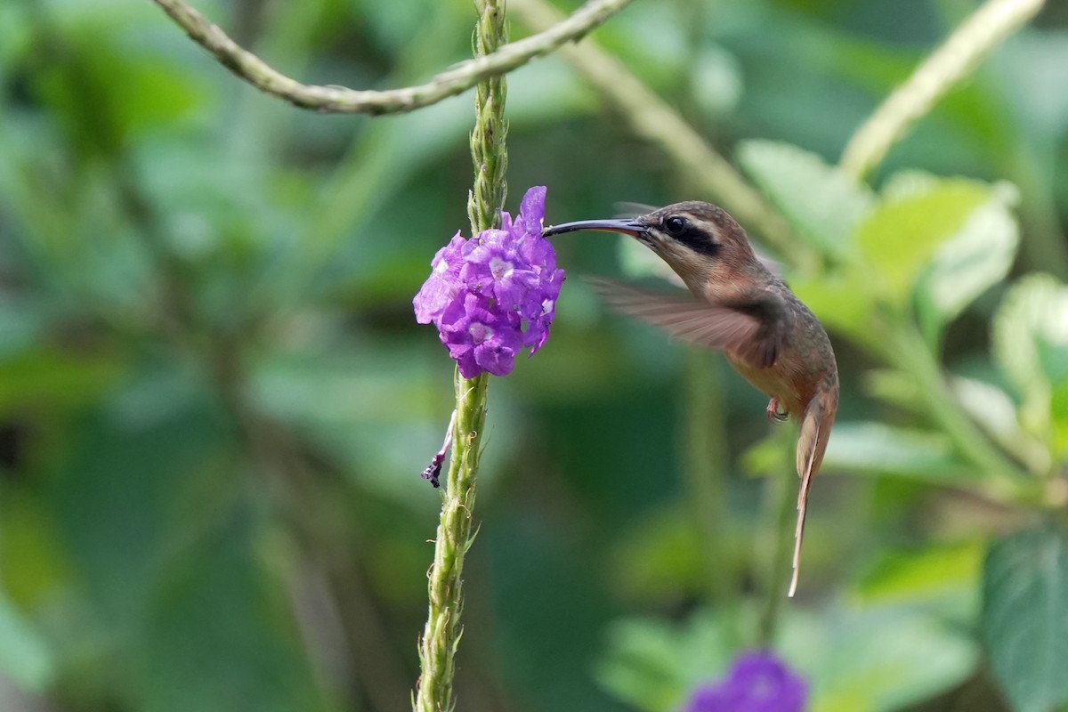 kolibřík proužkohrdlý - ML619740540