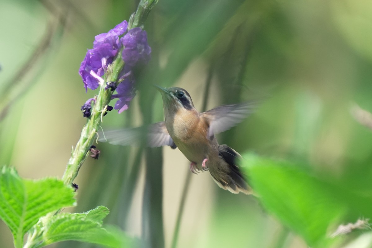 kolibřík proužkohrdlý - ML619740543