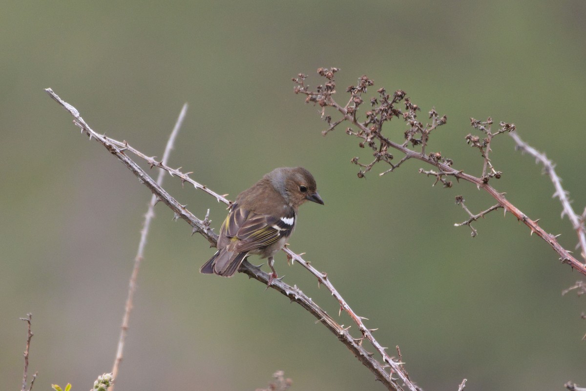 Canary Islands Chaffinch - ML619740546