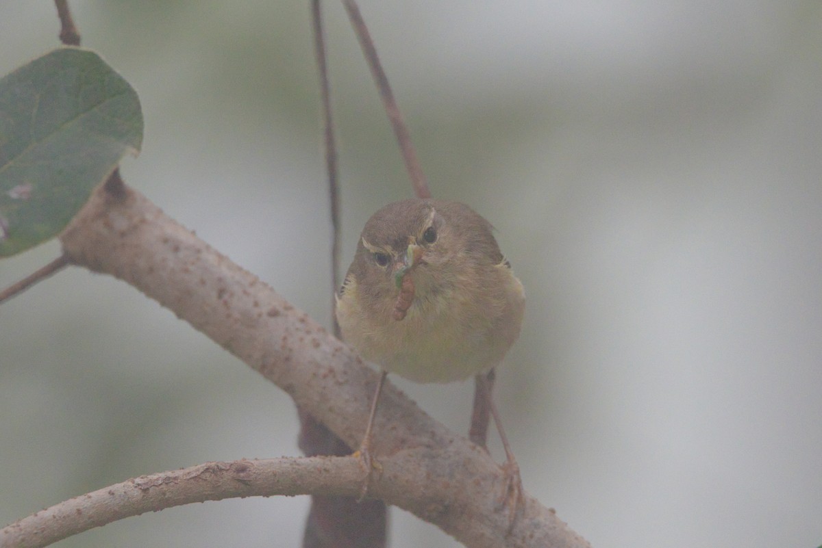 Canary Islands Chiffchaff - ML619740558