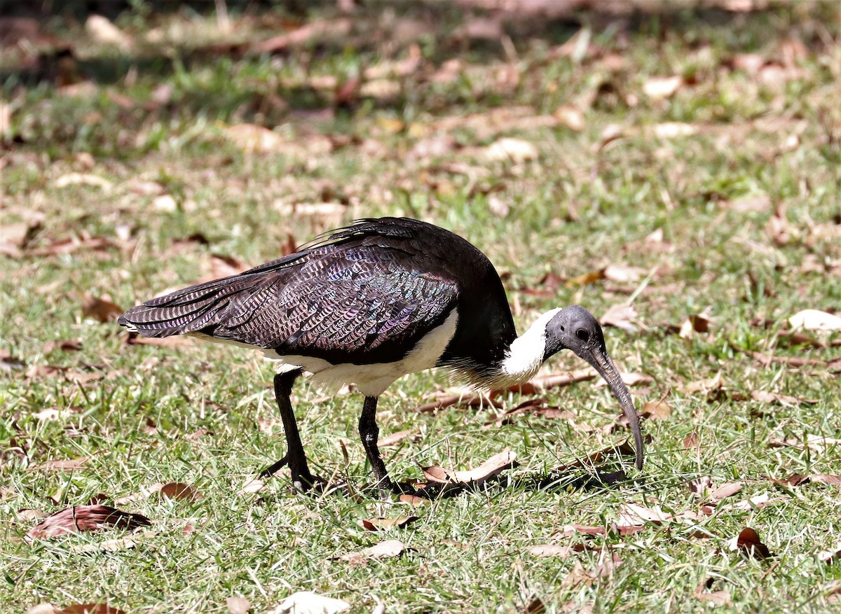 ibis slámokrký - ML619740561