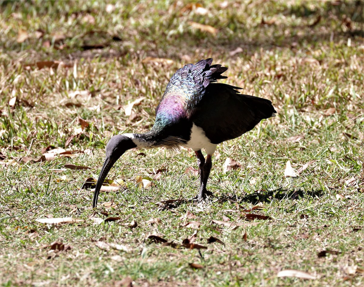 ibis slámokrký - ML619740562