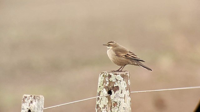 Buff-winged Cinclodes - ML619740565