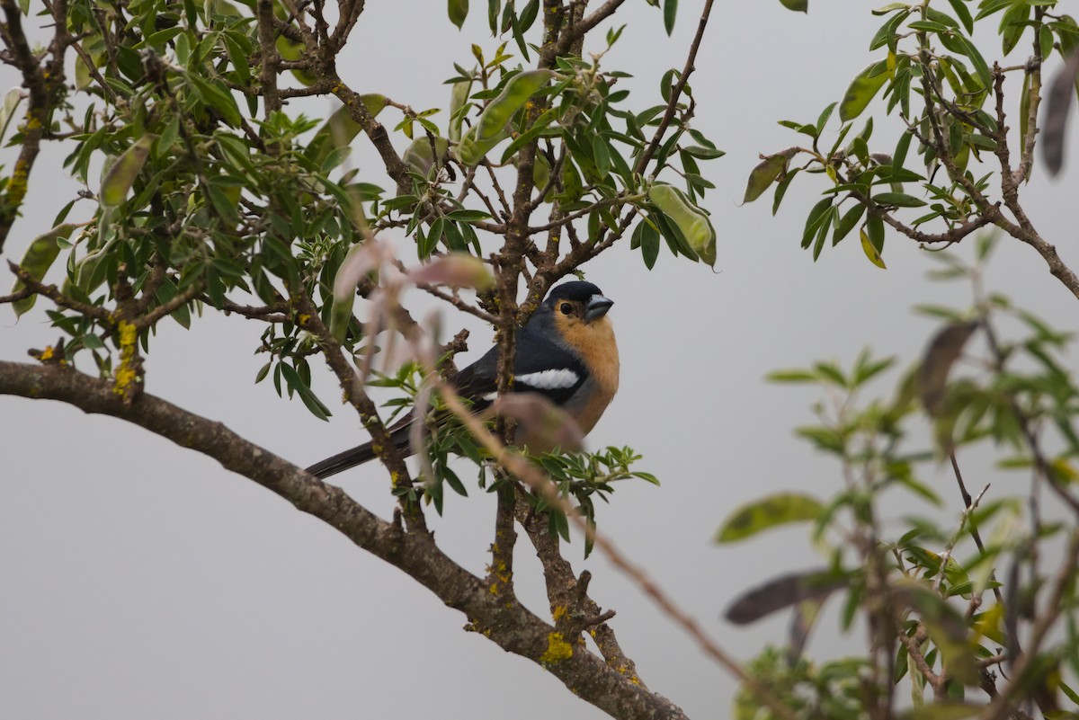 Canary Islands Chaffinch - ML619740566