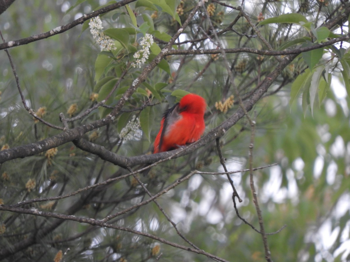 Scarlet Tanager - ML619740567