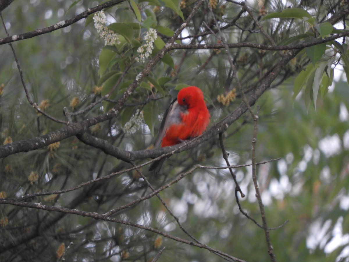 Scarlet Tanager - ML619740568