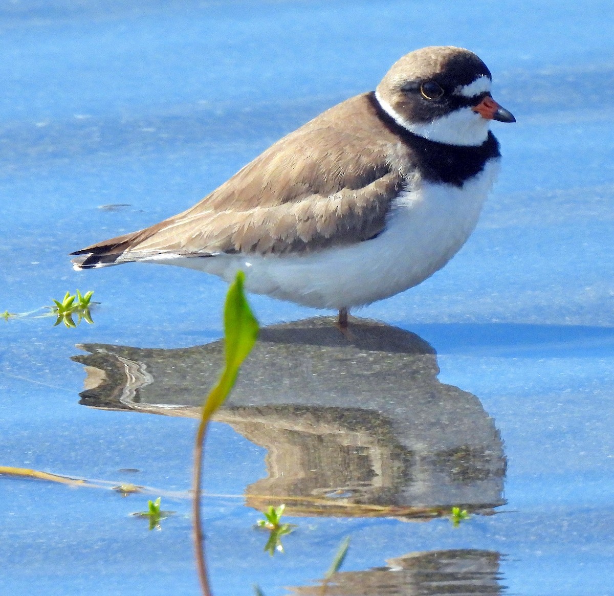 Semipalmated Plover - ML619740617