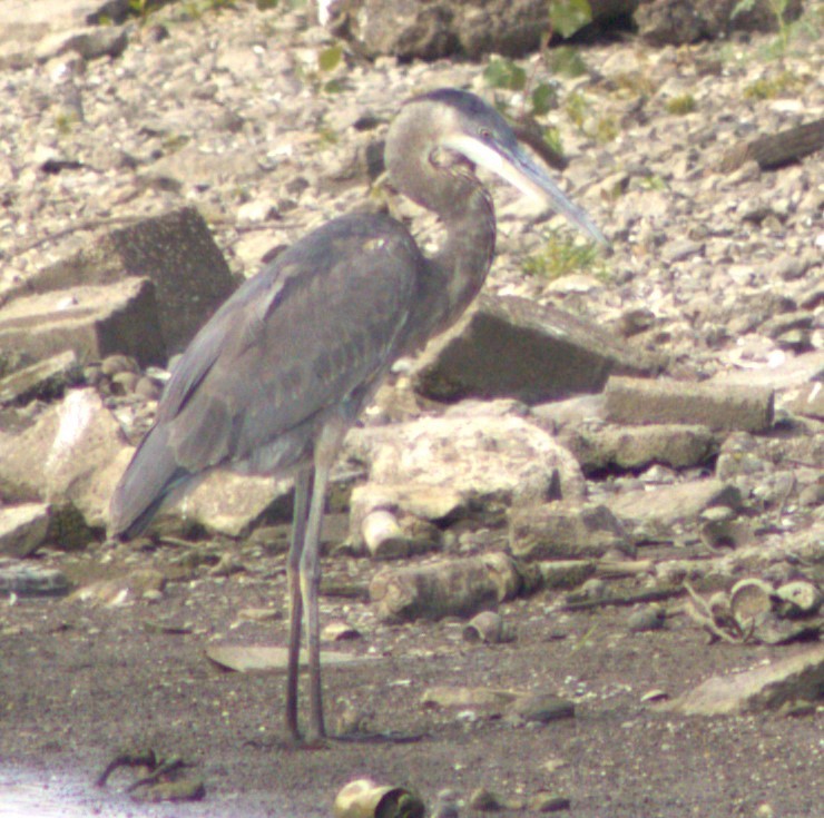 Great Blue Heron - ML619740629