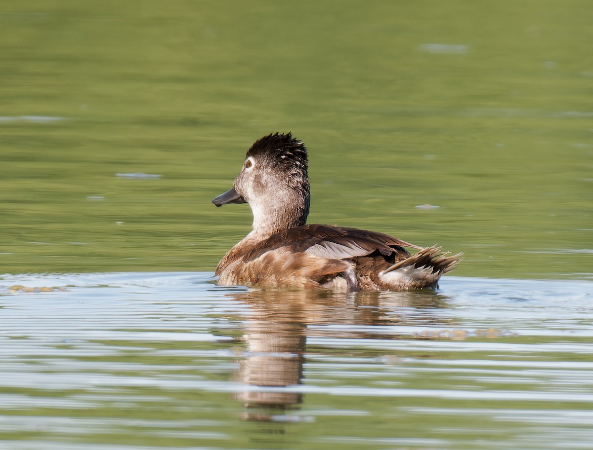 Ring-necked Duck - ML619740638