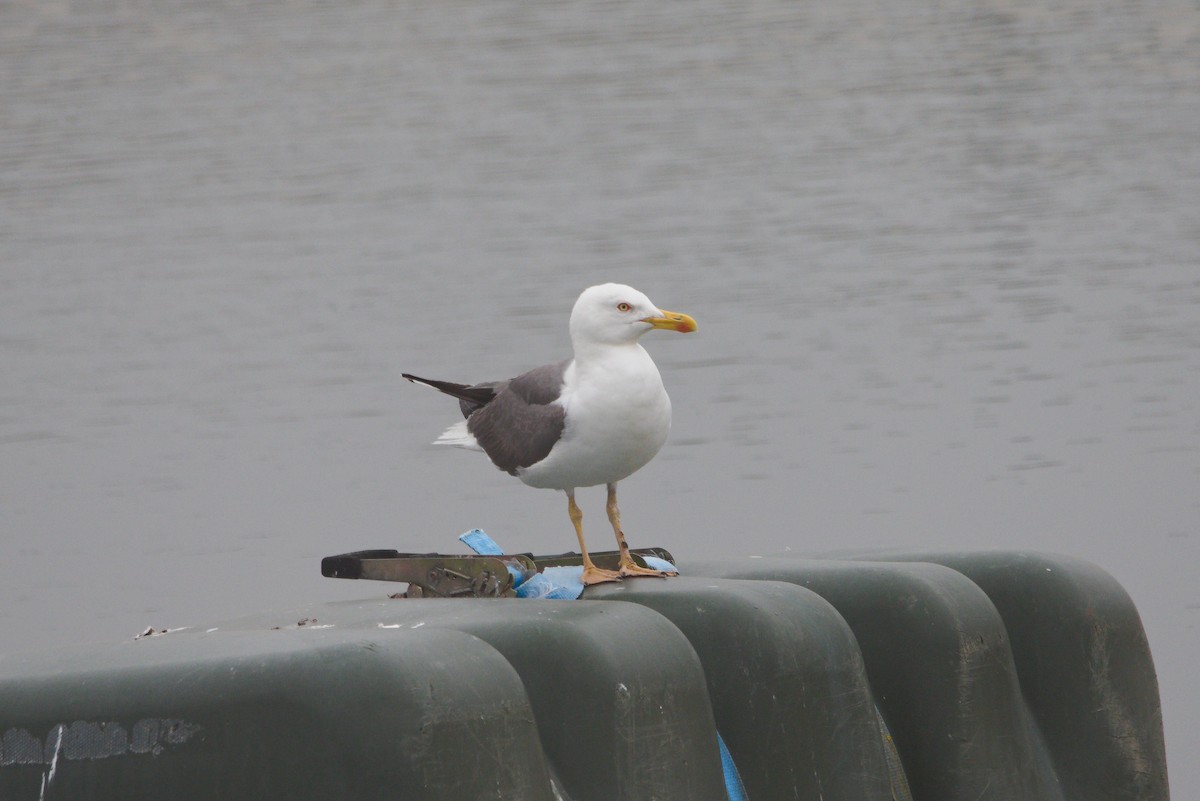 Lesser Black-backed Gull - ML619740640