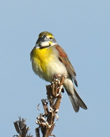 Dickcissel d'Amérique - ML619740641