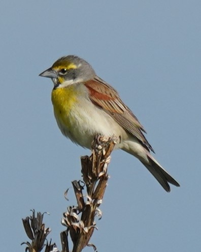 Dickcissel - ML619740643