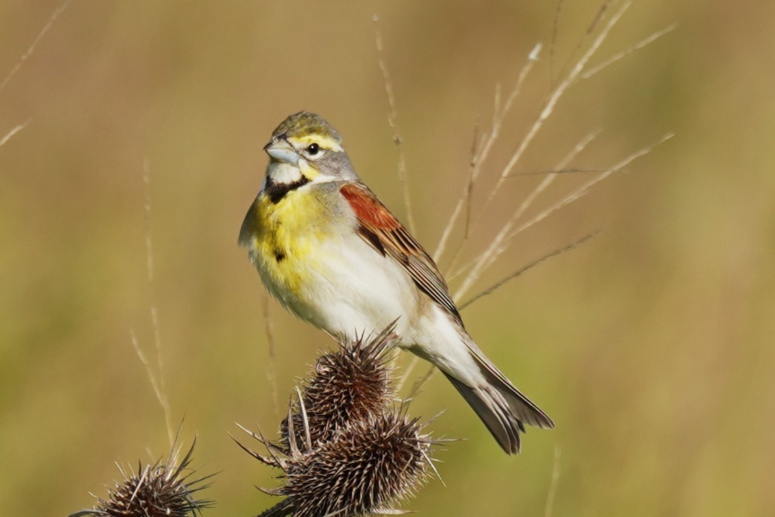 Dickcissel d'Amérique - ML619740645