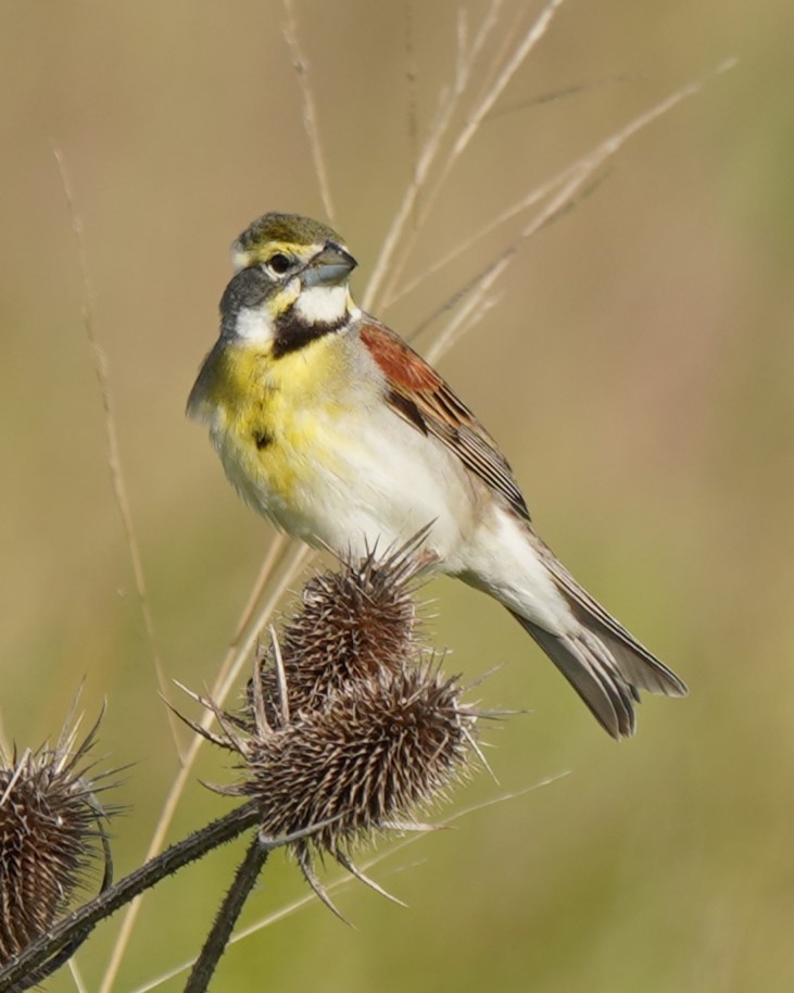 Dickcissel d'Amérique - ML619740648