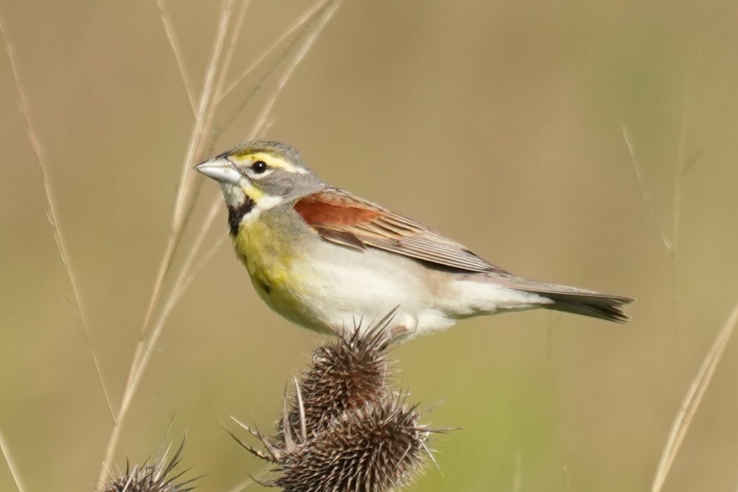 Dickcissel - ML619740652