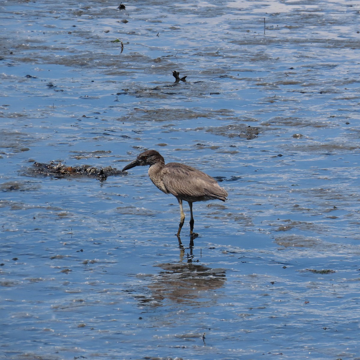 Yellow-crowned Night Heron - ML619740663