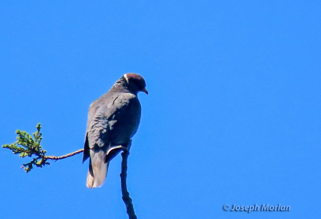 Band-tailed Pigeon - ML619740681