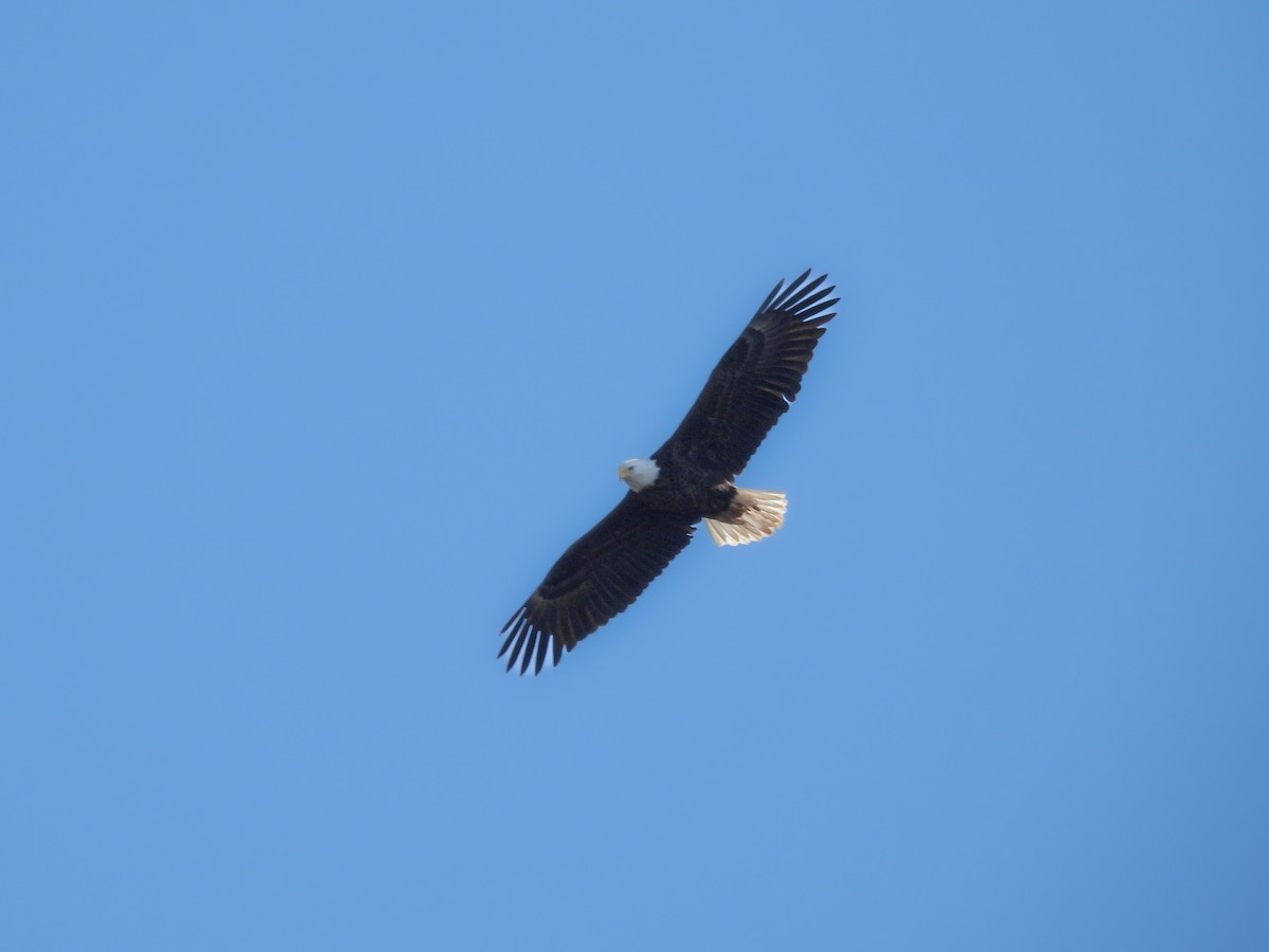 Bald Eagle - ML619740703