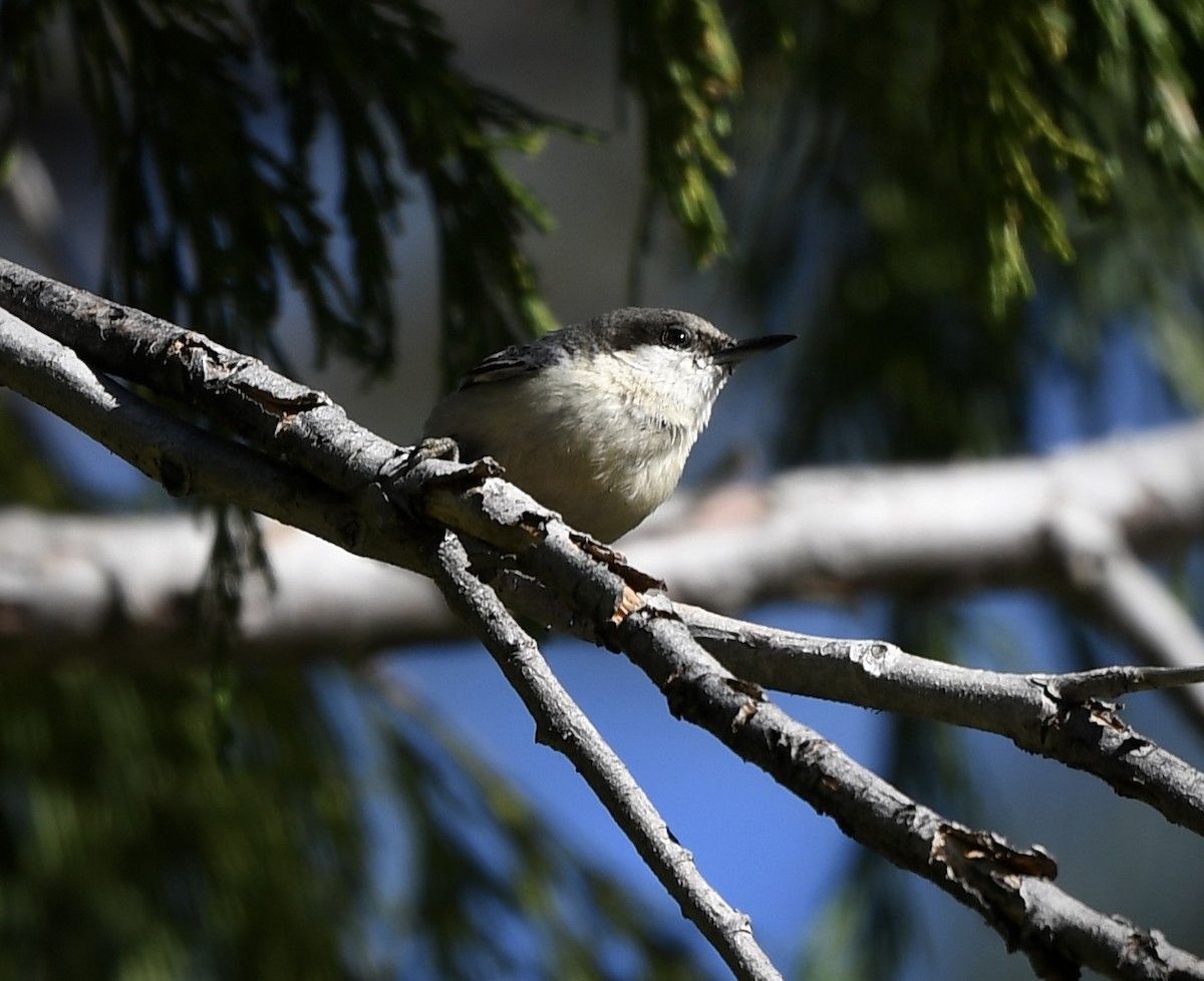 Pygmy Nuthatch - ML619740715