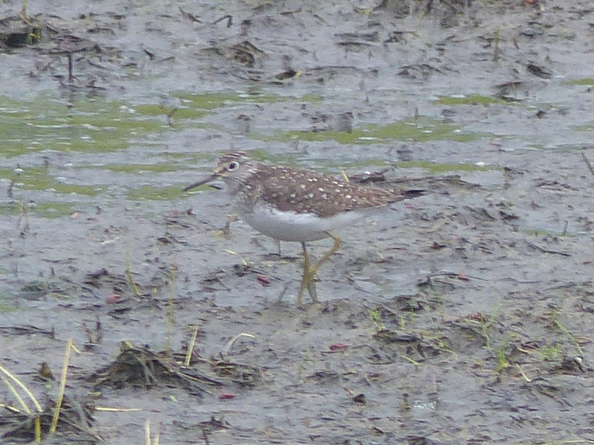 Solitary Sandpiper - ML619740717