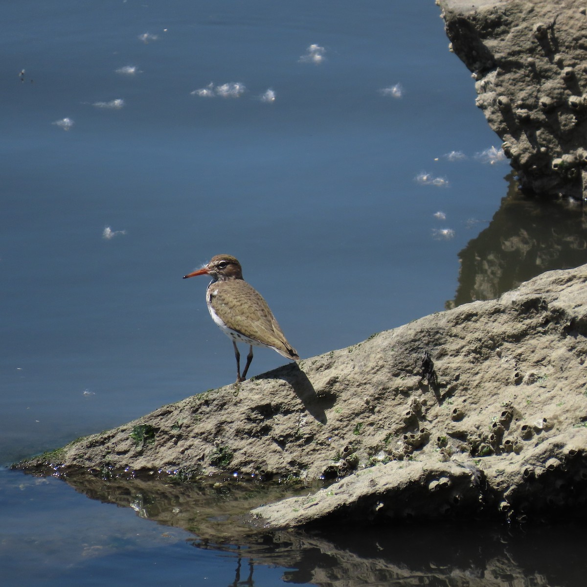 Spotted Sandpiper - ML619740725