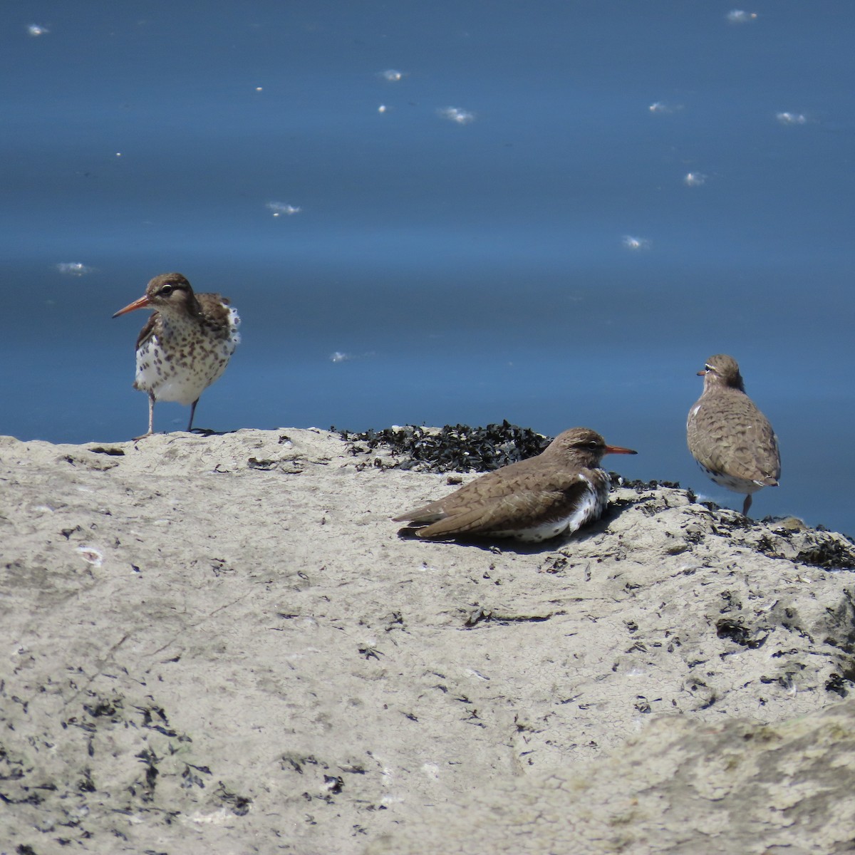 Spotted Sandpiper - ML619740736