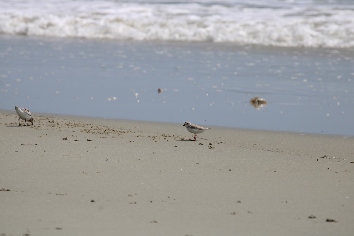 Piping Plover - ML619740741