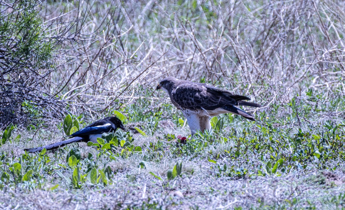 Swainson's Hawk - ML619740751