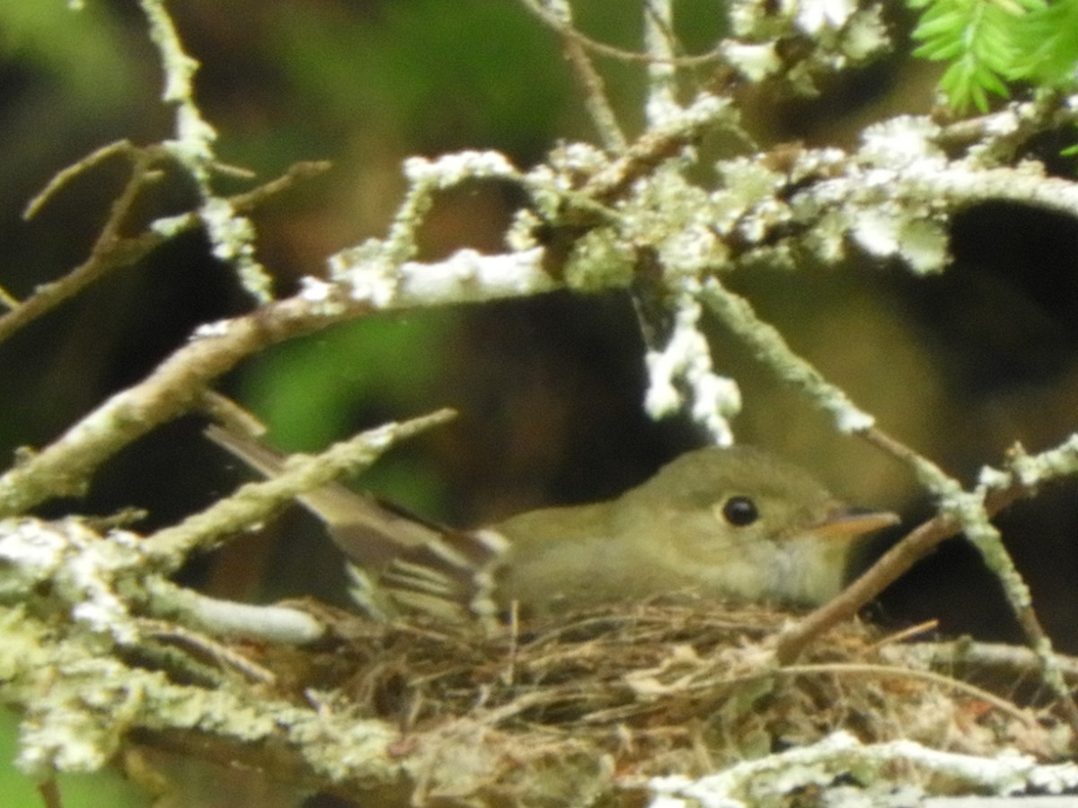Acadian Flycatcher - ML619740758