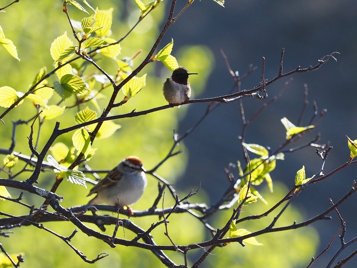 Ruby-throated Hummingbird - ML619740763