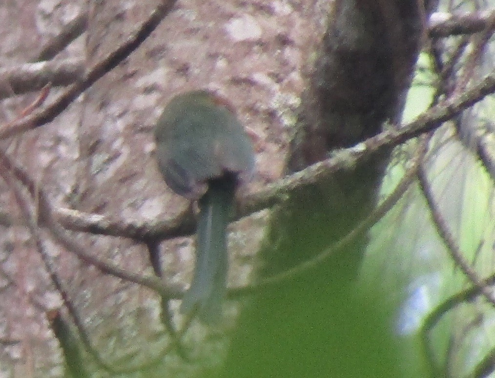 Motmot à gorge bleue - ML619740766