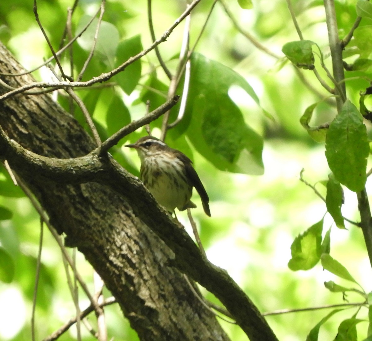 Louisiana Waterthrush - ML619740784