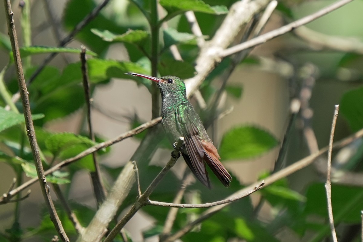 Rufous-tailed Hummingbird - ML619740792