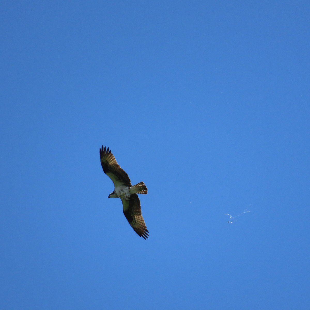 Osprey (carolinensis) - ML619740800