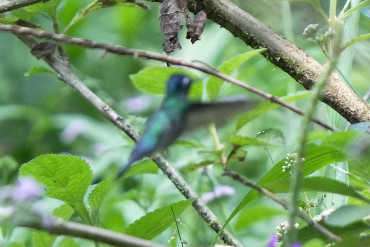 Violet-headed Hummingbird - ML619740804