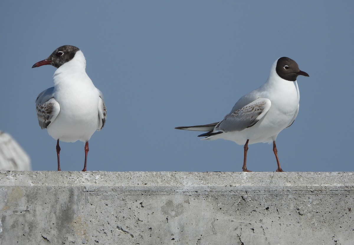 Black-headed Gull - ML619740807