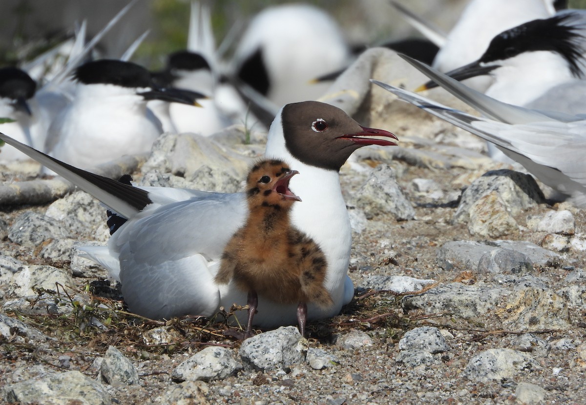 Black-headed Gull - ML619740810