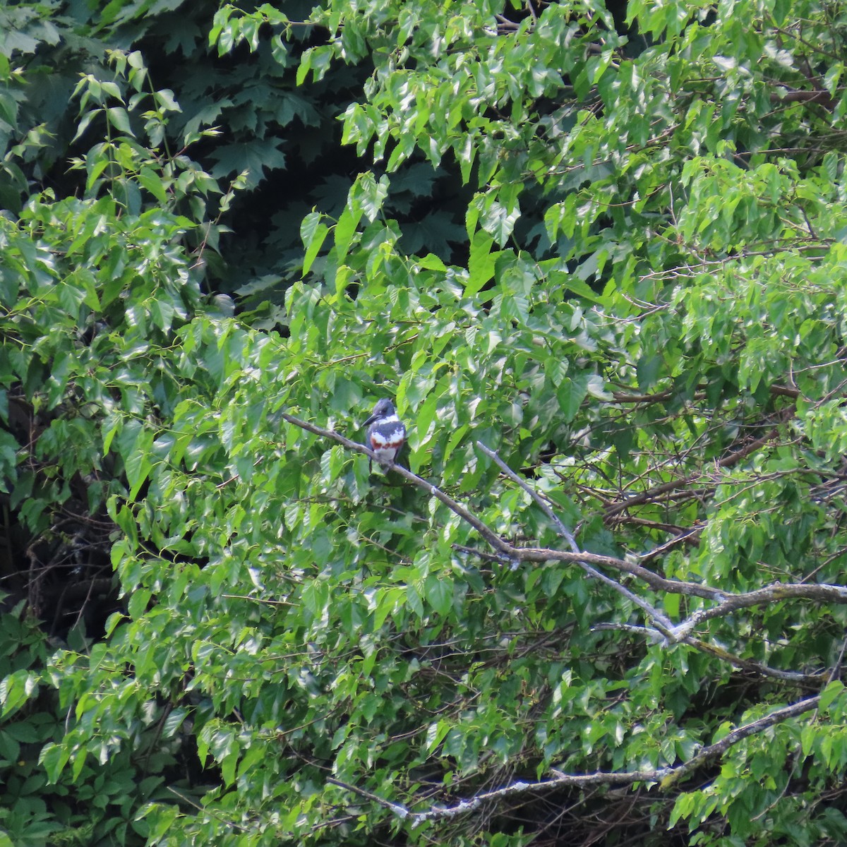 Belted Kingfisher - ML619740816
