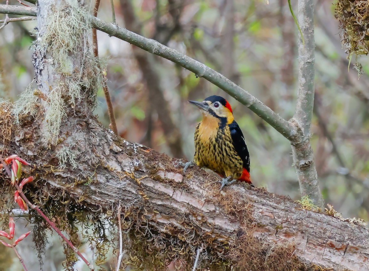 Darjeeling Woodpecker - ML619740835