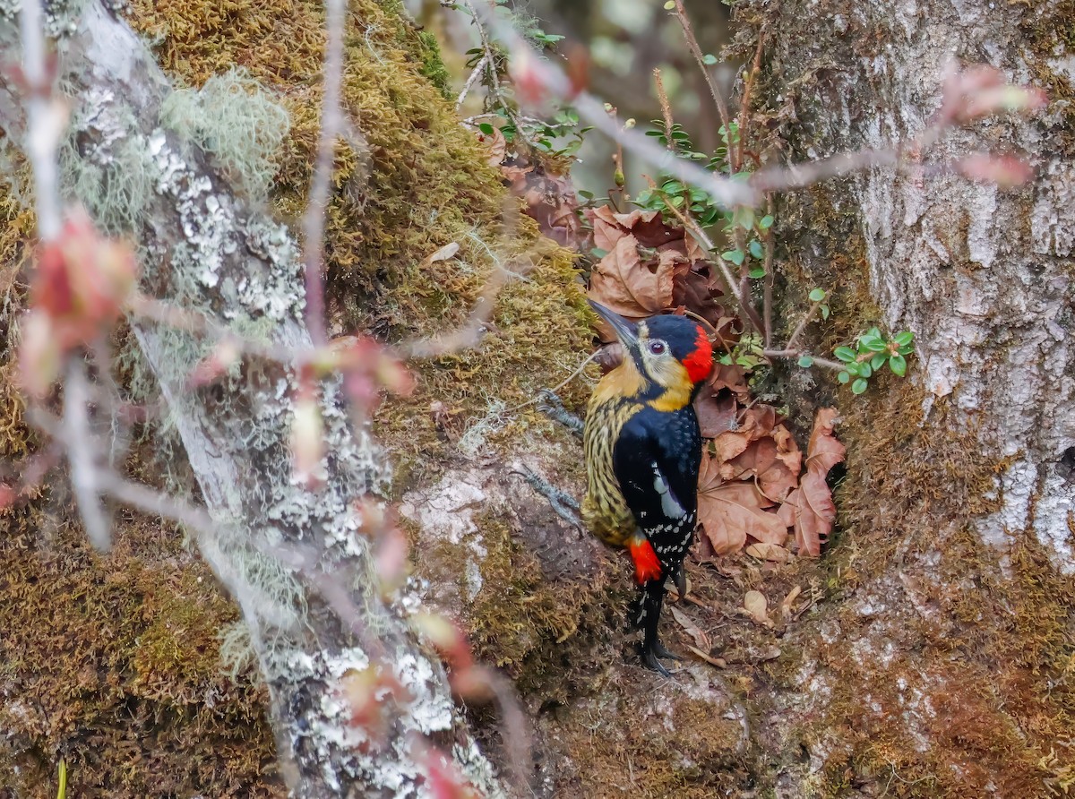 Darjeeling Woodpecker - ML619740836