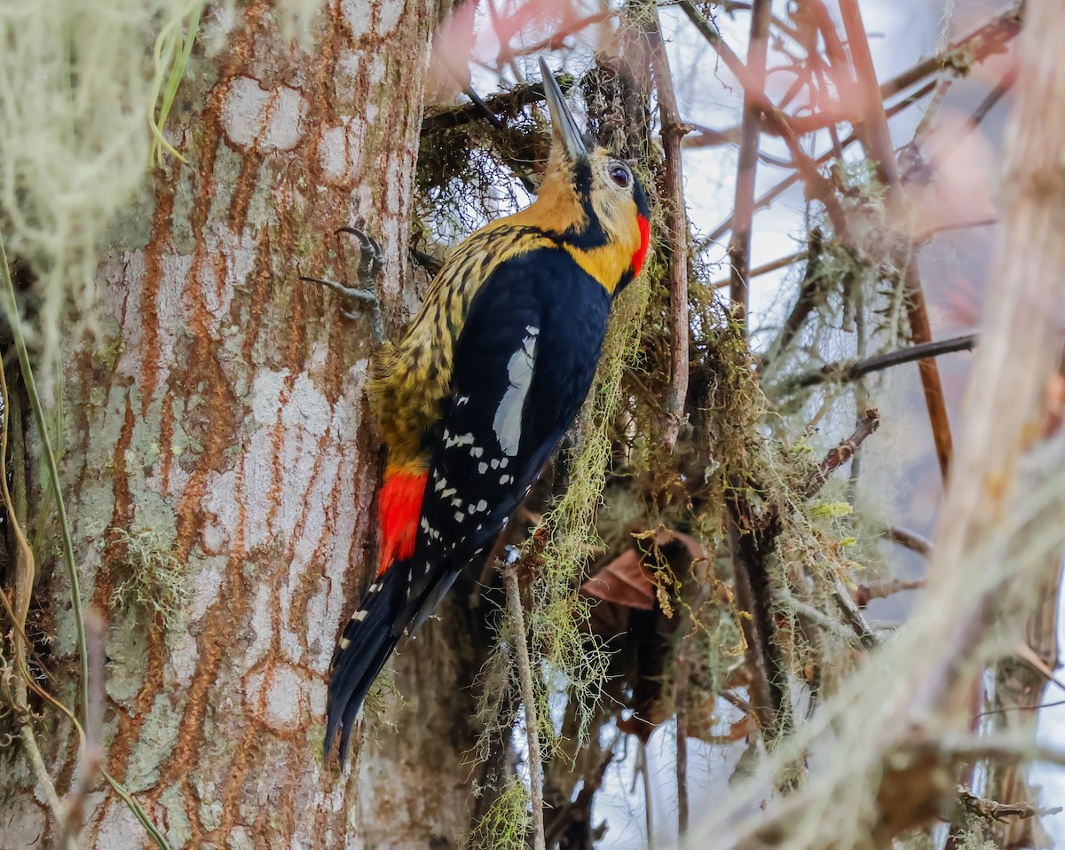 Darjeeling Woodpecker - ML619740837