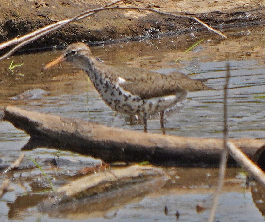 Spotted Sandpiper - ML619740844