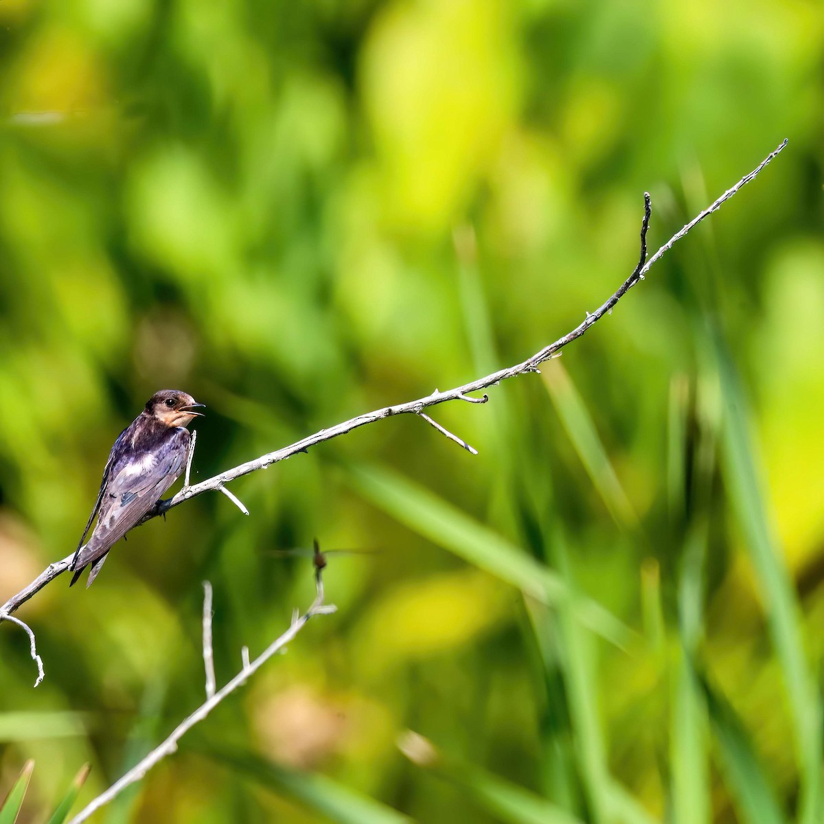 Barn Swallow - Sylvie Nadeau Gneckow